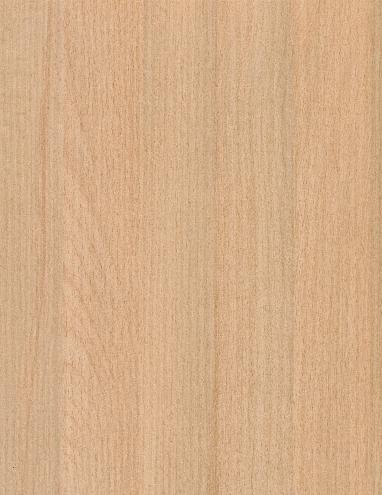 Plain Beech